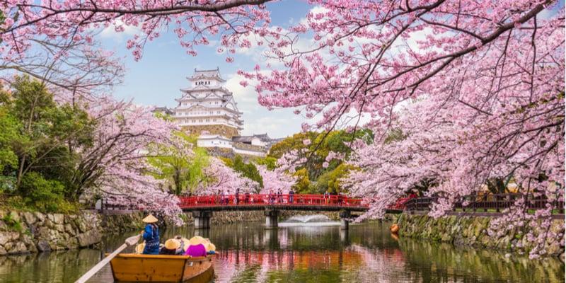 hanami-blossom